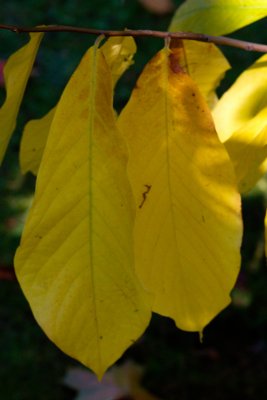 Asimina triloba 'Pennsylvania Golden' - muďol trojlaločný - list podzim